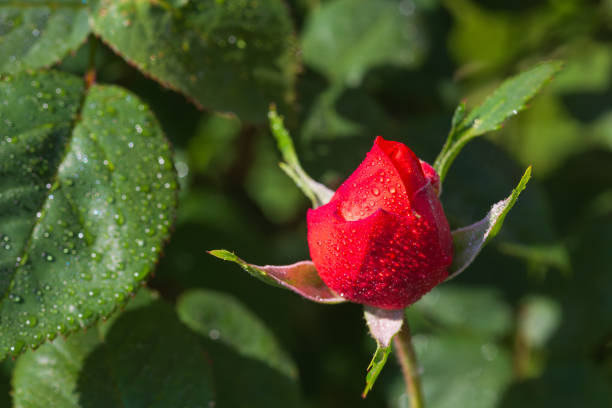 Rain drops on  rose