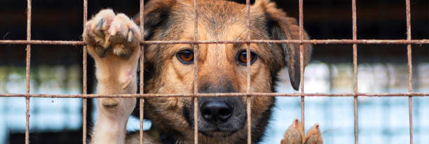 Stray dog in animal shelter waiting for adoption. Portrait of homeless dog in animal shelter cage. Stray dog in animal shelter waiting for adoption. Portrait of homeless dog in animal shelter cage. Dog behind the fences sad dog shelter stock pictures, royalty-free photos & images