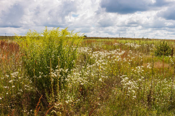 istock Landscape with flowering meadow, and sky with beautiful clouds 2156612735