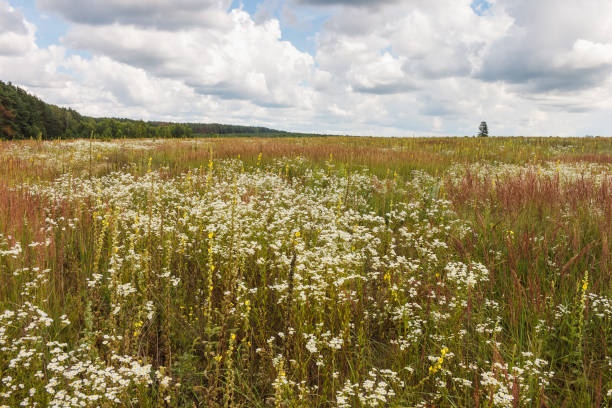 istock Landscape with flowering meadow 2156612745