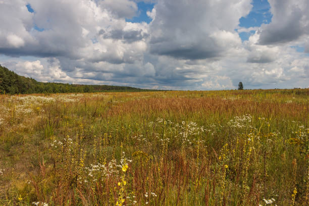 istock Landscape with flowering meadow 2156612746
