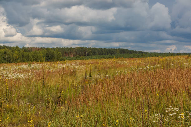 istock Landscape with flowering meadow 2156612760