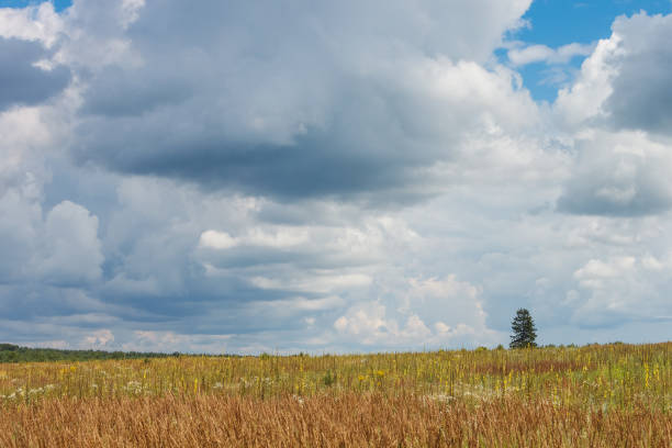 istock Landscape with flowering meadow 2156612761