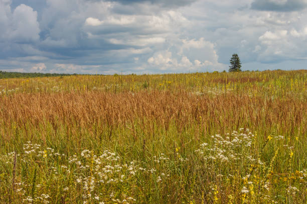 Landscape with flowering meadow