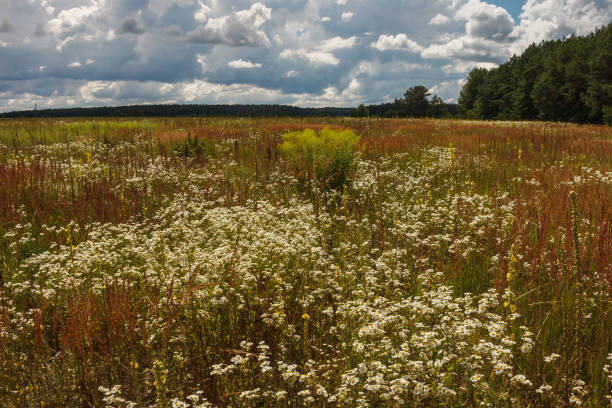 istock Landscape with flowering meadow 2156612770