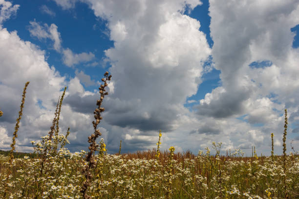 Landscape with flowering meadow, and sky with beautiful clouds