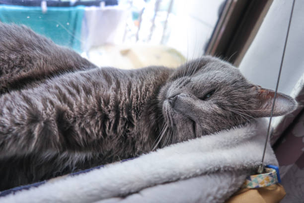 istock Close up Grey cat sleeping in the hammock 2156614141