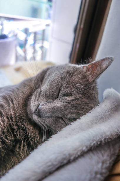 istock Close up face of Grey cat sleeping in the hammock 2156614219