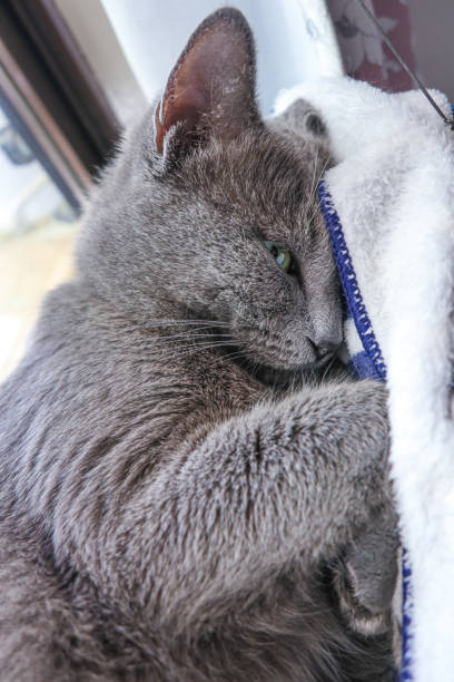 istock Close up face of Grey cat sleeping in the hammock 2156614293