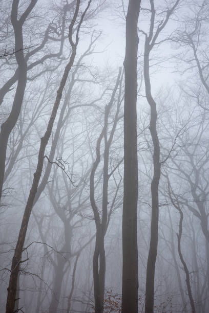 istock The forest in a fog 2156614718