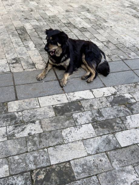 istock black stray dog on the street 2156615385