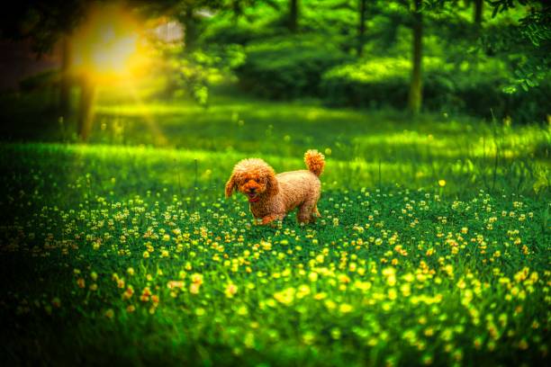 Dog-walking
