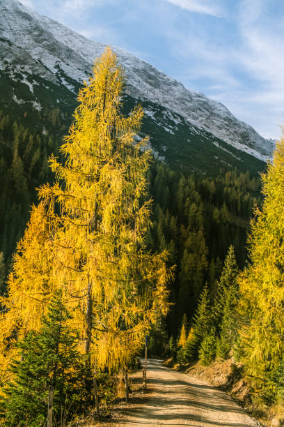 Biken im herbstlichen Gaistal