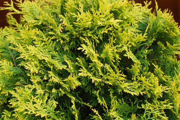 istock The western thuja is spherical on a dark background 2156623094