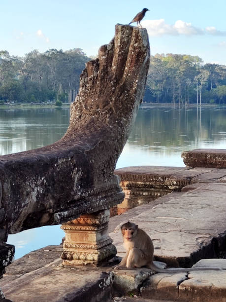 Macaque and a bird by the outer pool at Angkor Wat temple in Siem Reap, Cambodia, the largest religious monument in the world by land area.