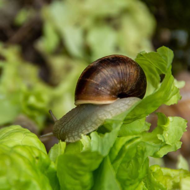 istock Slug snail eats salad in outdoor garden. 2156623661