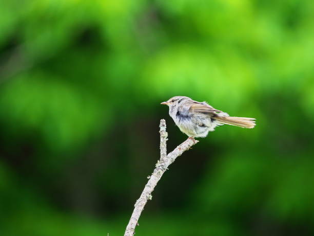 Wild warblers, warblers, and warblers in Nakashibetsu, eastern Hokkaido