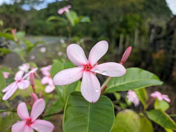 istock kopsia fruticosa flower in the morning 2156626034