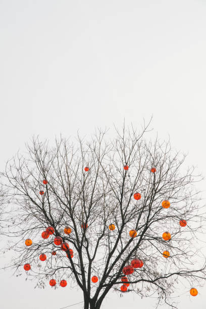 Red Lantern in festival