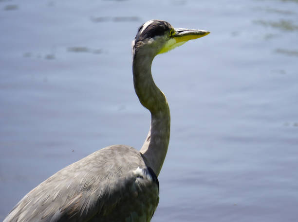 istock Close up of a heron against water 2156626927
