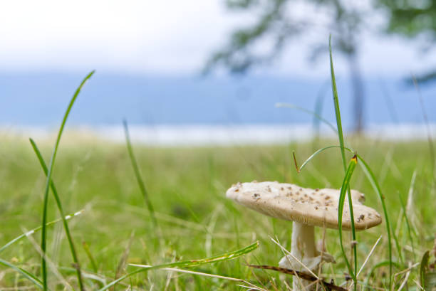 In autumn, with the humidity of the forests, small mushrooms appear on the ground. Natural mushroom among the ground vegetation of a forest in autumn.