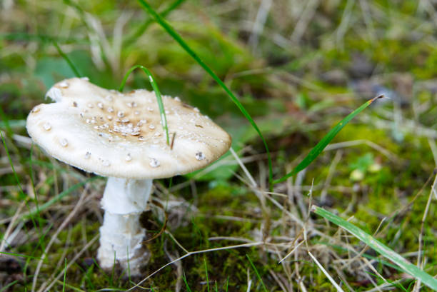 istock mushrooms, meadow, campsite 2156627442