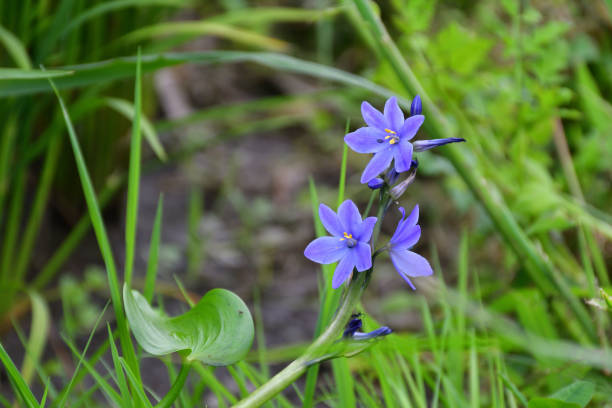 istock Beautiful purple flowers in a paddy field 2156629029