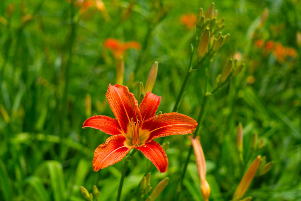 A vibrant orange lily blooms against a blurred green backdrop, highlighting the delicate details of its petals and stamen.