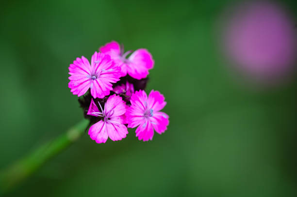 Purple flowers garden background