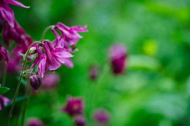 Purple flowers garden background