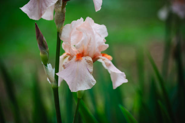 istock White flowers garden background 2156631921
