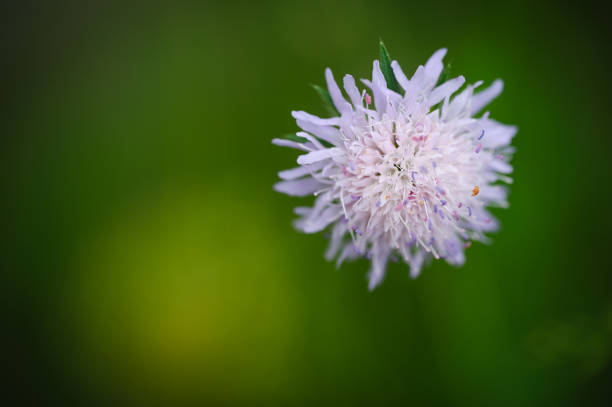 Purple flowers garden background
