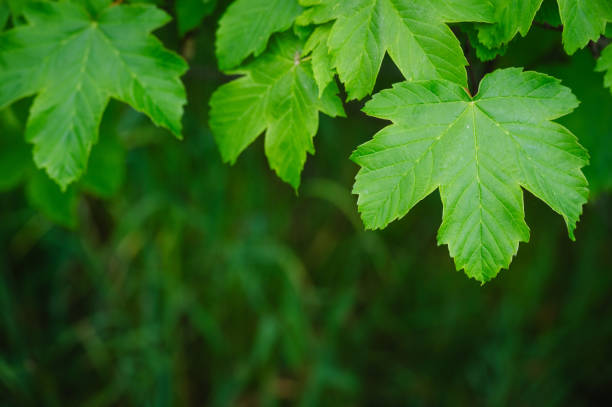 istock Green leaf with water drops 2156631935