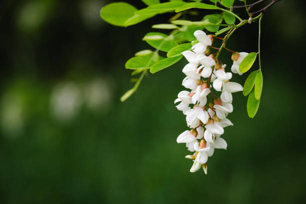 Black Locust Tree (Robinia pseudoacacia) at Rethymnon on Crete, Greece