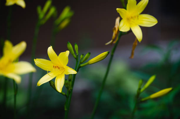 Yellow flowers garden background
