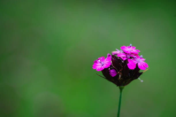 Purple flowers garden background