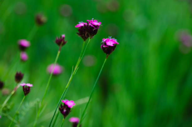 Colorful and beautiful fresh moss phlox