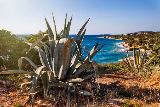 cactus on the beach. coastal agave with aegean sea view