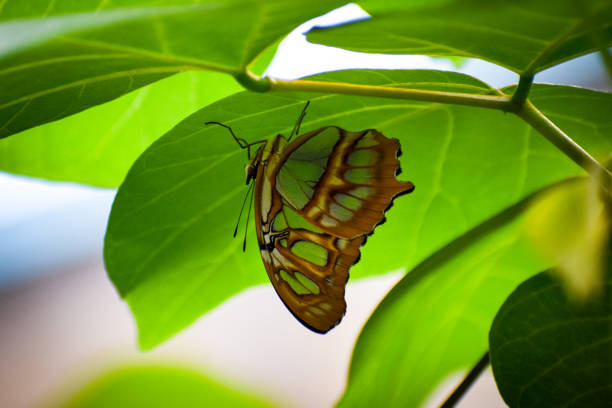 Close up butterfly on plant