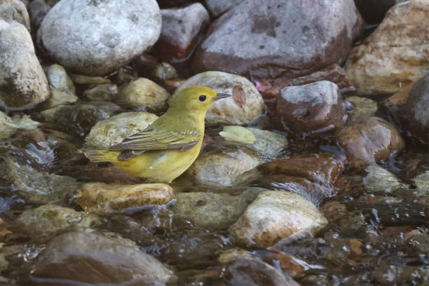 istock Yellow Warbler - Longueuil, Quebec 2156638229