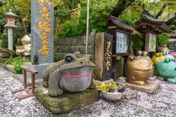 Ogori, Japan - April 4, 2024: frog rock statue with falling white sakura or cherry leaf at Nyoirinji Temple. Here is famed for toad statue known as Kaeru dera, while formal name is Seieizan Nyoirin-ji.