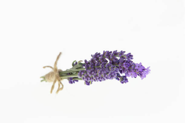 Close-up of lavender flowers