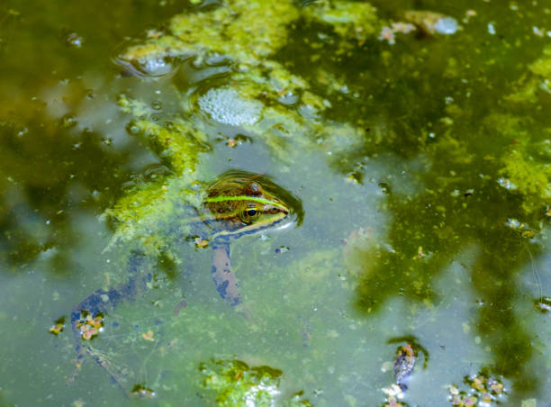 frog