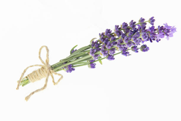 istock Lavender bouquets on an isolated background. Purple flowers. 2156641094