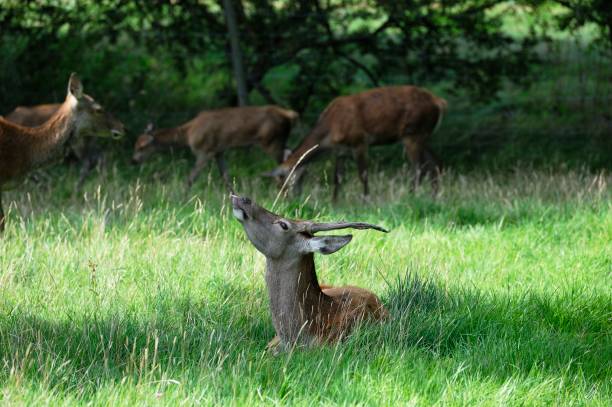 istock Long grass providing grazing for  the herd of Red Deer 2156642341