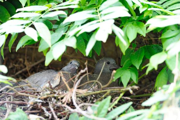 Few weeks old pigeon chick and mother. 