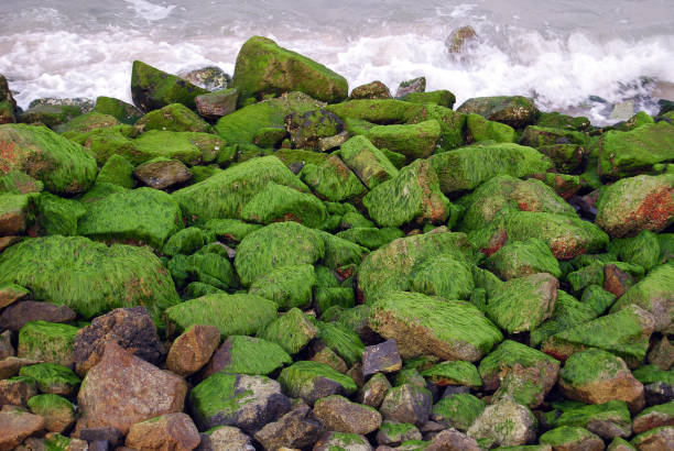 Stones covered with seaweed at low tide