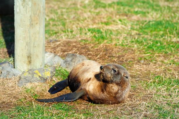 Fur Seal pup of Cape Palliser, New Zealand