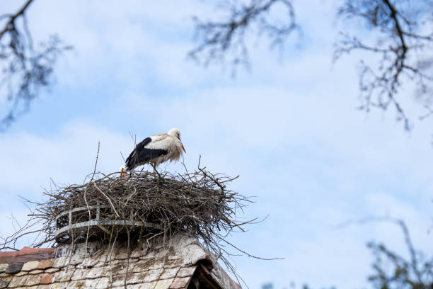 istock stork in nest on old roof with sky behind 2156644857
