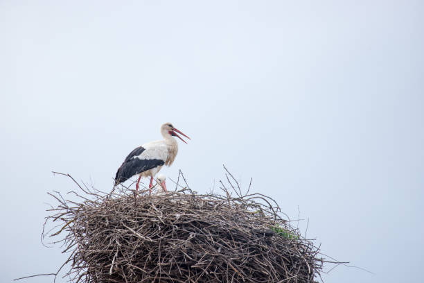 istock stork in nest on old roof with sky behind 2156644879